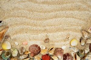 sea shells on sand frame copy space photo