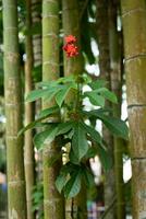 garden flower plants and bamboo photo