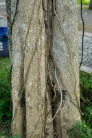 Logs tree with creeping roots photo