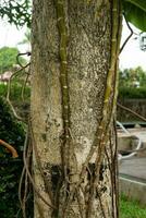 Tree trunk with creeping root photo