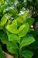 Garden green plant with flowers photo