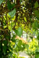 young leaves creeper plant isolated photo