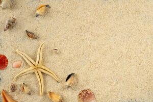 cáscara y estrella de mar en playa foto