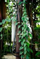 ivy creeper on the pole photo