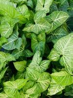 Abstract tropical plant pattern background photo