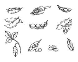 Hand Drawn Soybean Illustration Set vector