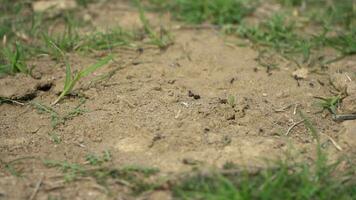 ein klein Loch im das Boden mit Gras und Schmutz video