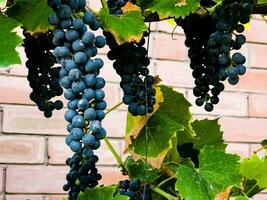 Ripe dark wine grapes grow on the bushes. Bunches of wine grapes are ready for harvest. photo