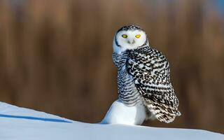 Snowy Elegance, A Striking Portrait of a Majestic Snowy Owl Amidst the Pristine Blanket of a Winter Wonderland. AI Generated photo
