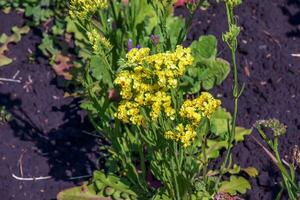 limonium sinuatum, sin. hoja ondulada mar lavanda, estática, mar lavanda, muesca hoja pantano Romero, mar rosa, es un Mediterráneo planta especies en el familia plumbagináceas conocido para sus como el papel flores foto