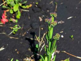 Limonium sinuatum, syn. wavyleaf sea lavender, statice, sea lavender, notch leaf marsh rosemary, sea pink, is a Mediterranean plant species in the family Plumbaginaceae known for its papery flowers. photo