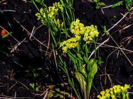 limonium sinuatum, sin. hoja ondulada mar lavanda, estática, mar lavanda, muesca hoja pantano Romero, mar rosa, es un Mediterráneo planta especies en el familia plumbagináceas conocido para sus como el papel flores foto