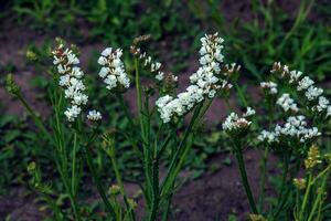 limonium sinuatum, sin. hoja ondulada mar lavanda, estática, mar lavanda, muesca hoja pantano Romero, mar rosa, es un Mediterráneo planta especies en el familia plumbagináceas conocido para sus como el papel flores foto