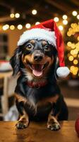 Happy dog posing in a Santa hat with his owner photo