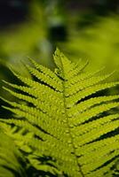 delicate green branch of ferns against a dark spring forest background, photo