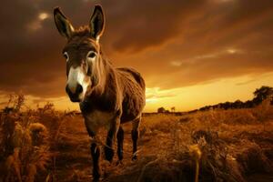 Pastoral Donkey field sunset. Generate Ai photo