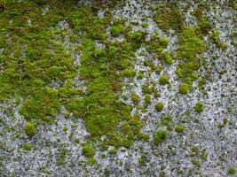 green moss on the ground photo