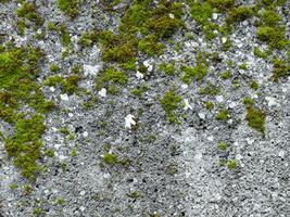 green moss on the ground photo