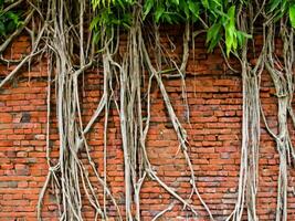 old tree with brick wall background photo