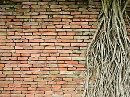 old tree with brick wall background photo
