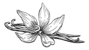 Vanilla Flower with Sticks. Vector hand drawn illustration of orchid Flower and pods on isolated background. Black line art drawing of spice for cooking or aroma oils. Sketch of herbal ingredient