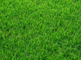 green grass texture, natural background photo