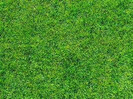 green grass texture, natural background photo