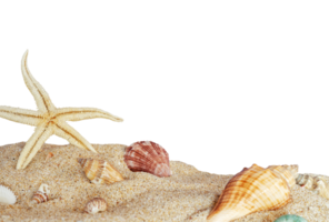 seashells and shell on the sand isolated png