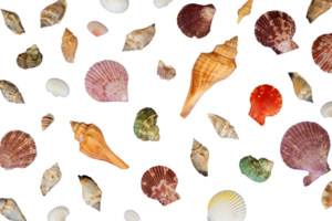 collection of shells pattern decoration png