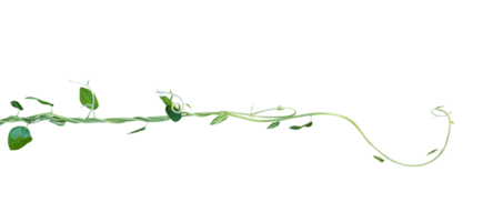 Young plant creeper with leaf isolated png