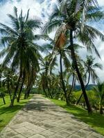 Green palm leaves. Low angle view. Tropical jungle of palm trees on blue sky background. photo