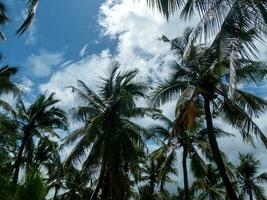 Green palm leaves. Low angle view. Tropical jungle of palm trees on blue sky background. photo