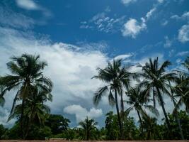 verde palma hojas. bajo ángulo vista. tropical selva de palma arboles en azul cielo antecedentes. foto