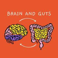 BRAIN AND GUTS Diagram Of Interaction Of Human Organs Vector