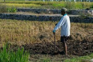 A farmer stands holding a hoe in a rice field in the morning. photo