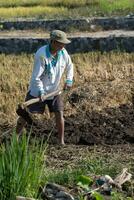 A farmer is hoeing a rice field to prepare for the start of rice planting photo