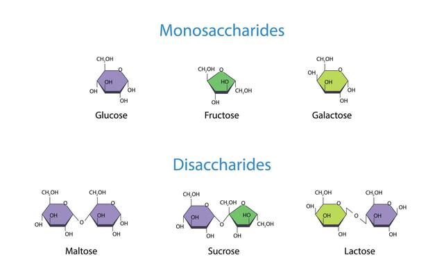 Structural chemical formula and model of fructose Vector Image