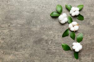 Autumn Floral Flat lay background composition. Dried white fluffy cotton flower branchwith green leaf top view on colored table with copy space photo