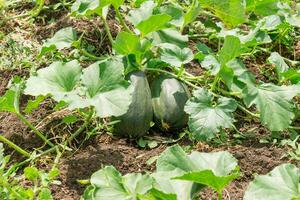 Close up of two unripe melons growing under the leaves in the field photo
