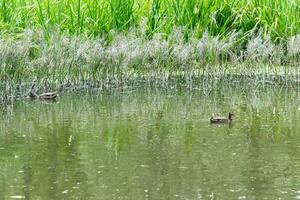 Wild ducks are swimming in the pond. Flock of ducks in the lake photo