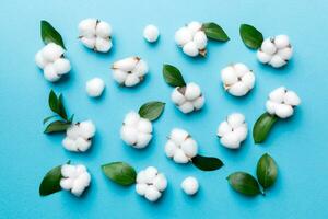 Autumn Floral Flat lay background composition. Dried white fluffy cotton flower branchwith green leaf top view on colored table with copy space photo