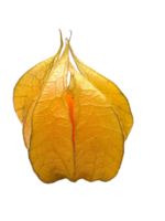 physalis png transparent bakgrund