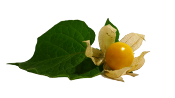 physalis PNG transparant achtergrond
