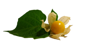 physalis png transparent bakgrund