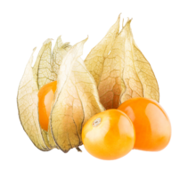 physalis PNG transparant achtergrond