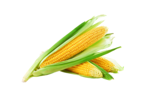 corn png transparent background