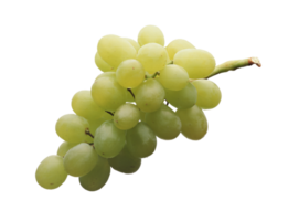 Grapes png transparent background