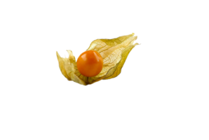 physalis png transparent bakgrund