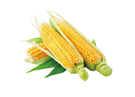 corn png transparent background