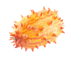 horned melon png transparent background